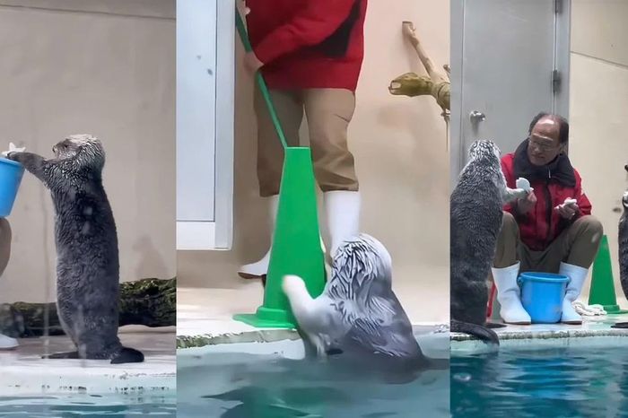 Biệt đội rái cá nhí 'tăng ca' ngoài giờ làm gây sốt cõi mạng - Chuyên trang Hoa Học Trò - Báo Tiền Phong