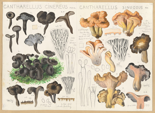 Cantharellus cinereus Cantharellus sinuosus 1915 1945