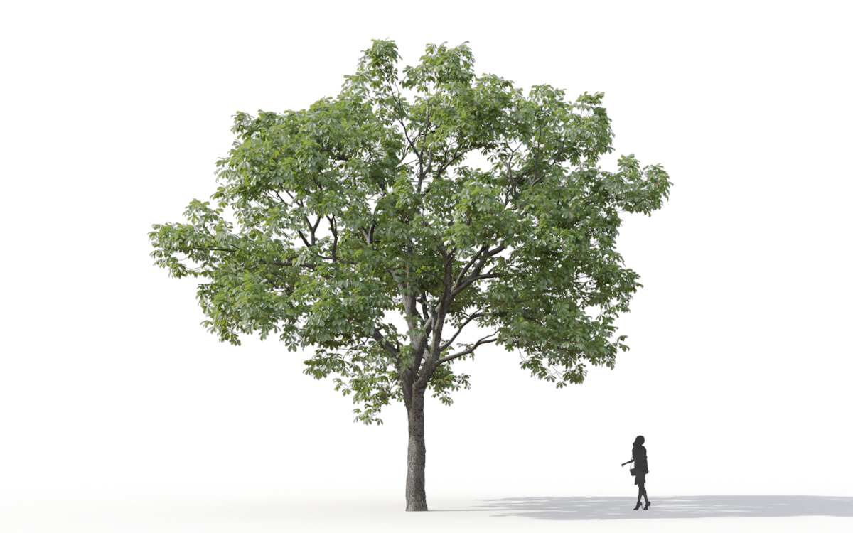 Maxtree - Plant Models Vol.11