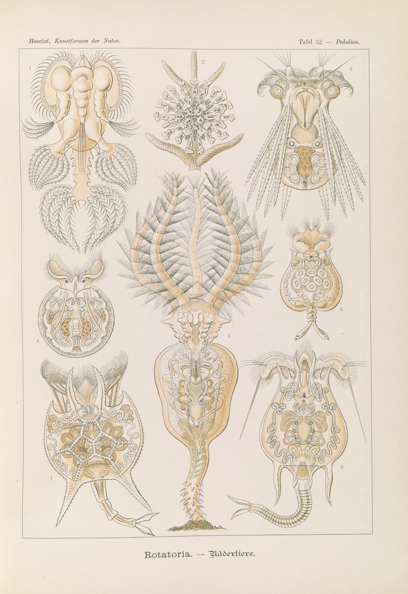 Rotatoria  Rädertiere 1904