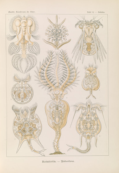 Rotatoria  Rädertiere 1904