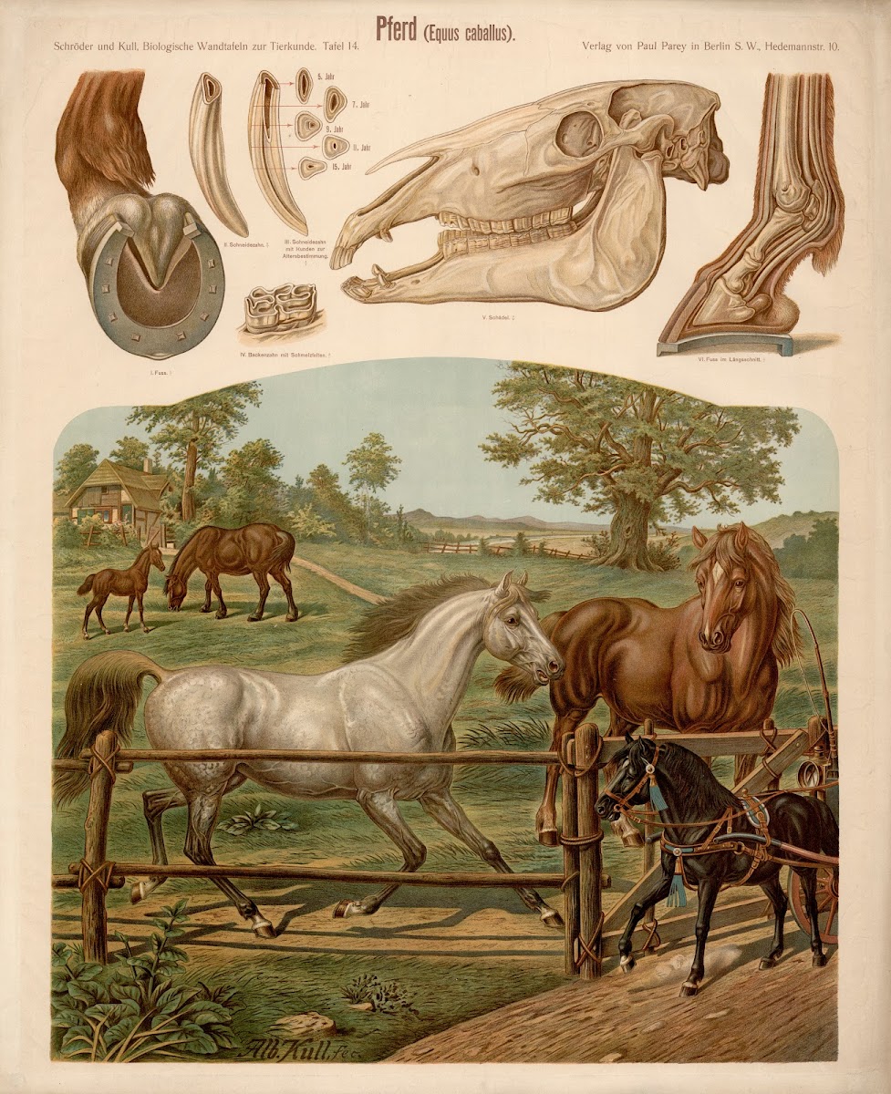 Horse Equus caballus