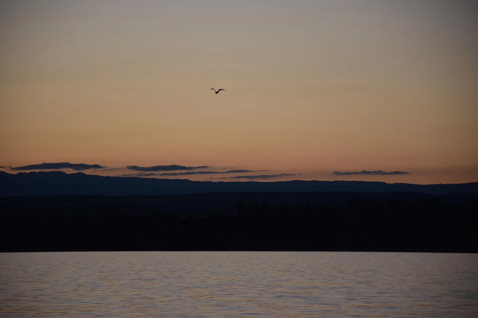 Bird Flying Over Sunset Lake - Nature Photography 5K Wallpaper (6000x4000)