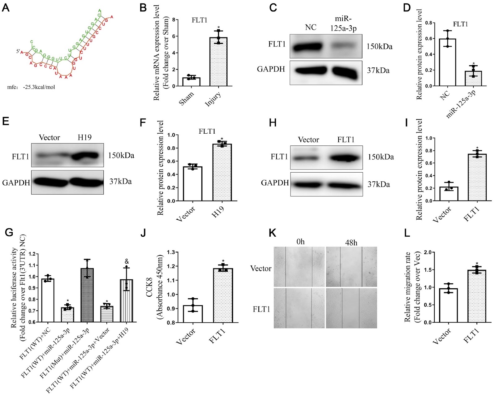 lncRNA H19 facilitates vascular neointima formation by targeting miR-125a-3p/FLT1 axis