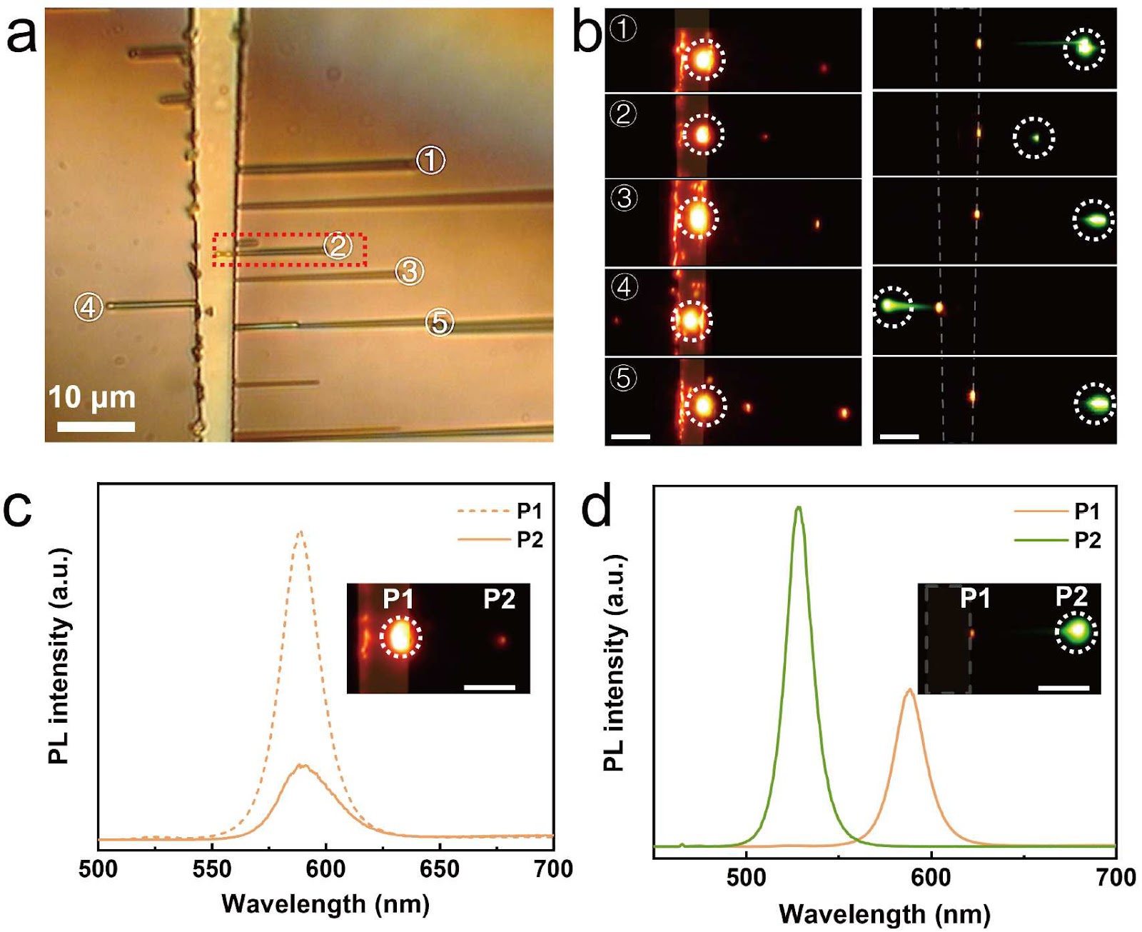 Optoelectronic interconnection applications from growth-based monolithic in-plane integration of CsPbBr3 nanowire arrays with CdSSe nanoribbon trunks