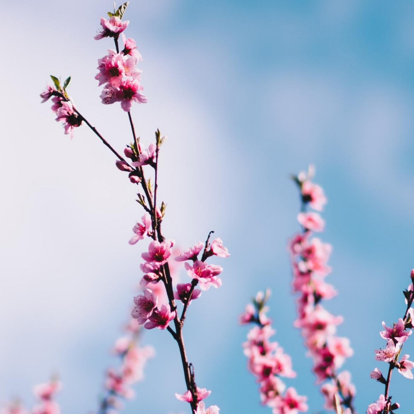 Download Pink Spring Blossoms Against Sky Full HD iPhone