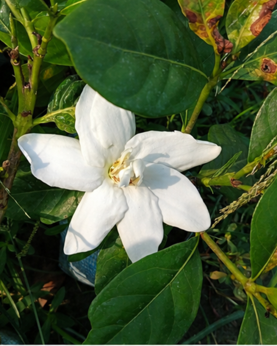 Gondhoraj Lemon Plant — view 1