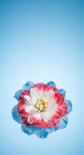 Vivid Macro Photography of Unique Ruffled Flower on Blue Gradient Background - Free mobile Wallpaper
