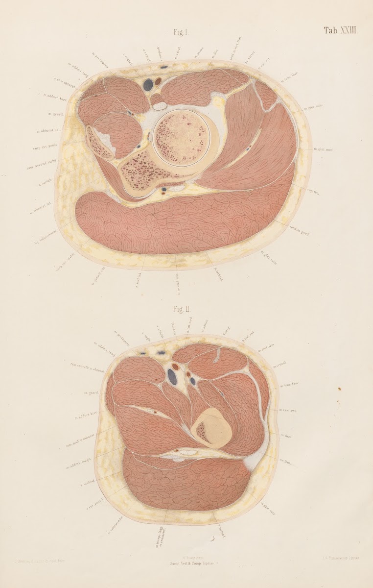 Topographisch anatomischer Atlas nach Durchschnitten an gefrornen Cadavern Pl25