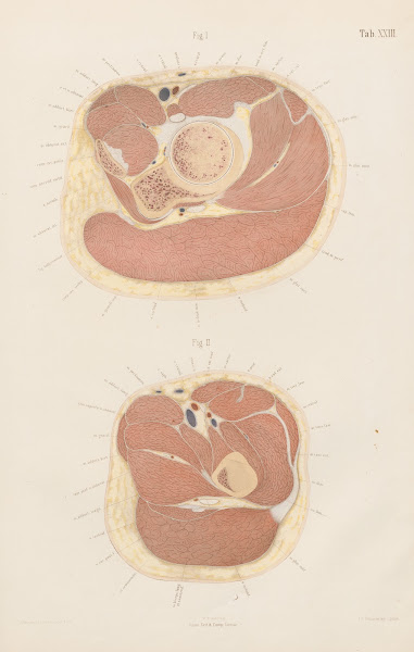Topographisch anatomischer Atlas nach Durchschnitten an gefrornen Cadavern Pl25