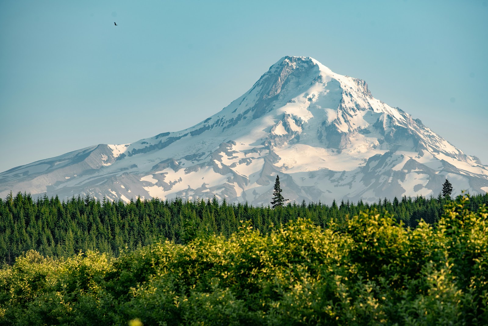 Mount Hood rising above a wildflower meadow and evergreen forest