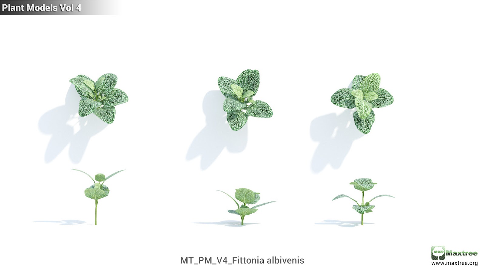 Maxtree - Plant Models Vol.4