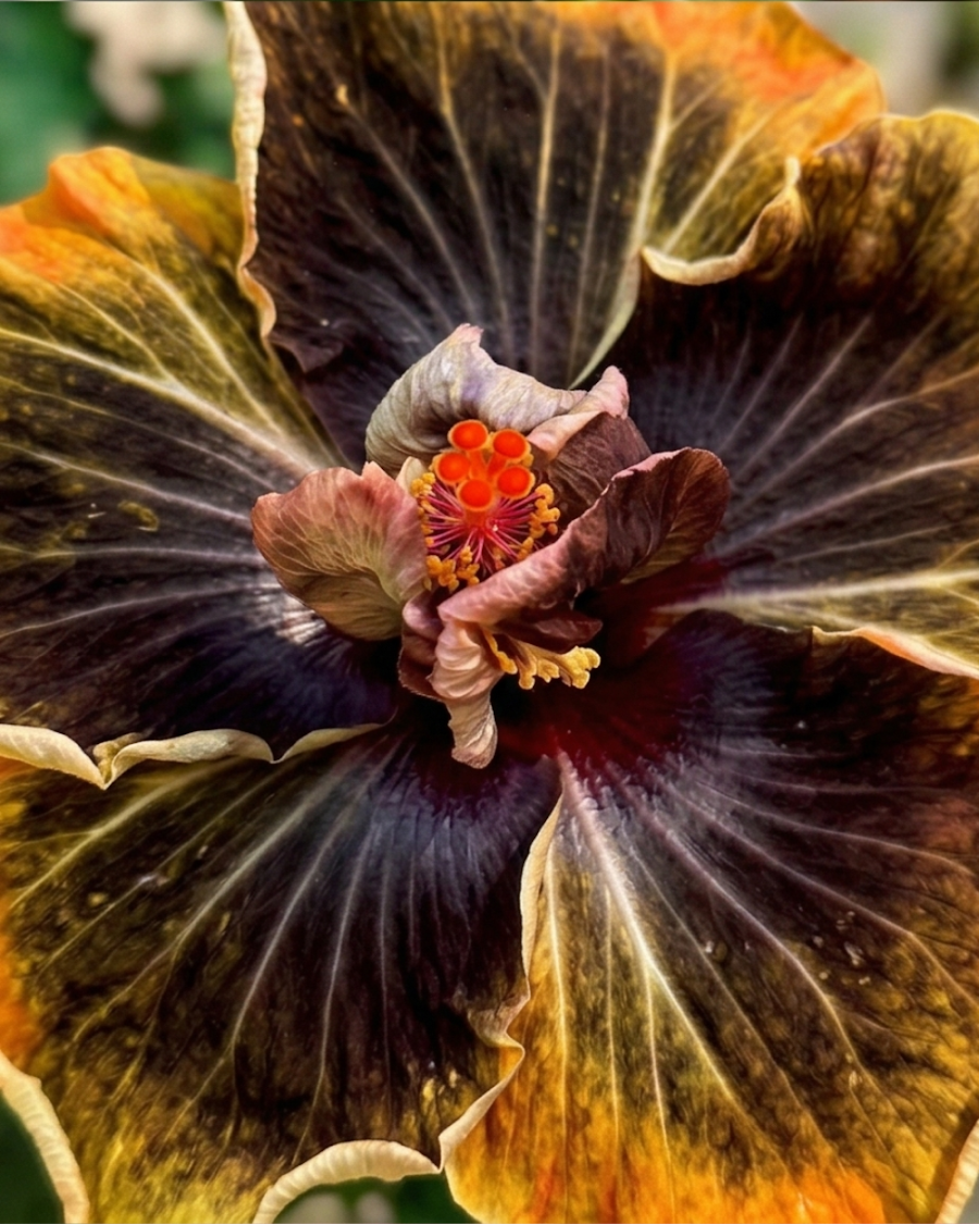 Hibiscus Peter's Black Magic — view 3