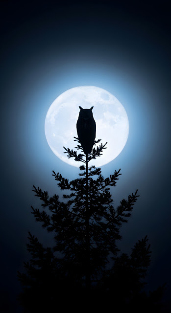 Great Horned Owl Silhouette on Tree Branch Against Full Moon and Fog - Free mobile Wallpaper