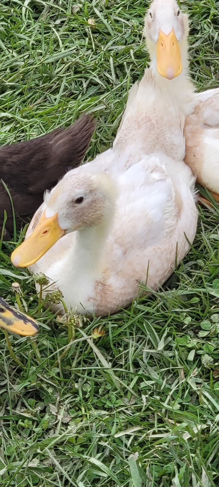 Fawn & White Runner Duck