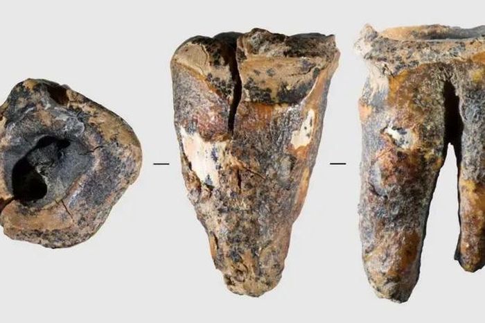 Chiếc răng khoảng 60.000 năm tuổi của người Neanderthal hé lộ bí mật bất ngờ - Báo Tri thức &amp; Cuộc sống