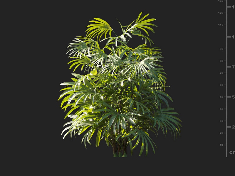 Maxtree - Plant Models Vol.127