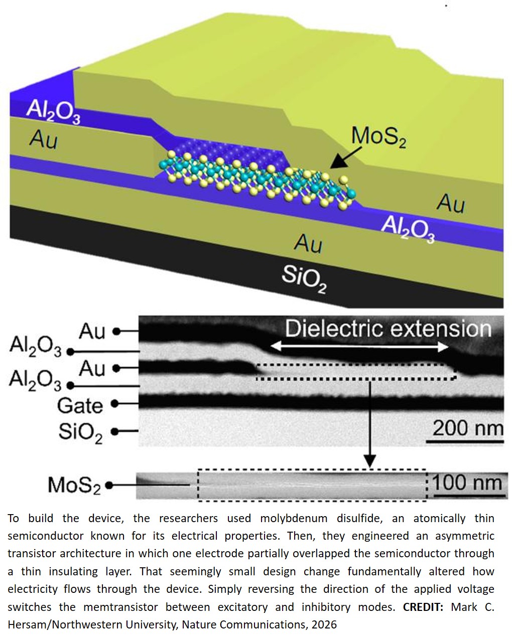 Cerebellum-inspired memtransistors enable emergent differentiation for hardware-efficient novelty detection