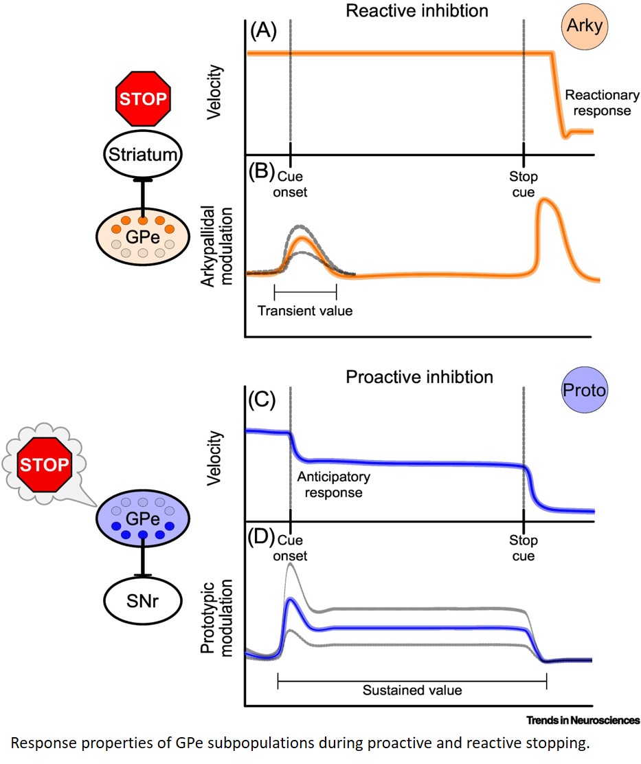 Cognitive functions of the GPe
