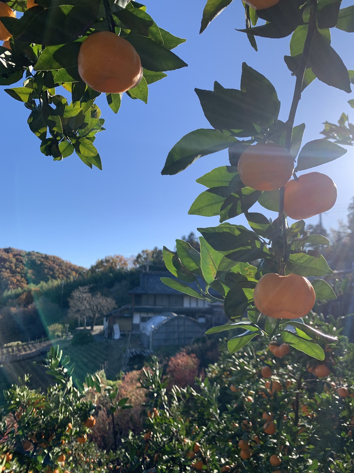 西　沙耶香の画像２