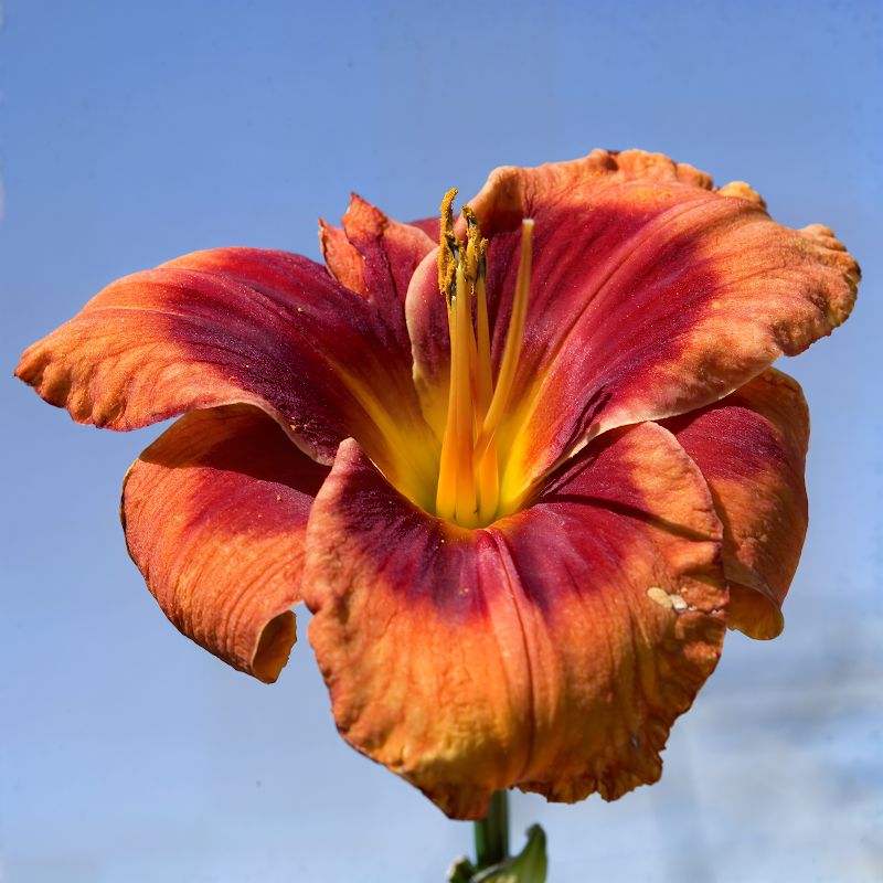 Hemerocallis 'Frank Smith' fiore rosa salmone e giallo intenso