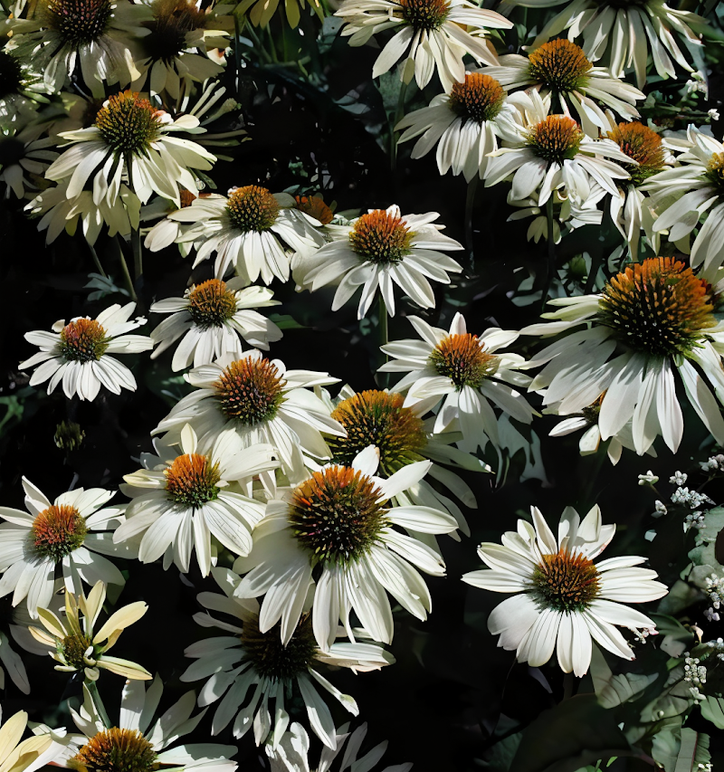 Echinacea purpurea 'Alba' in piena fioritura, fiori bianchi nel giardino