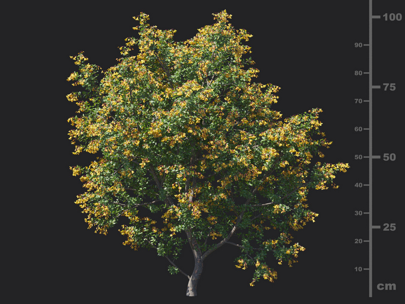 Maxtree - Plant Models Vol.129