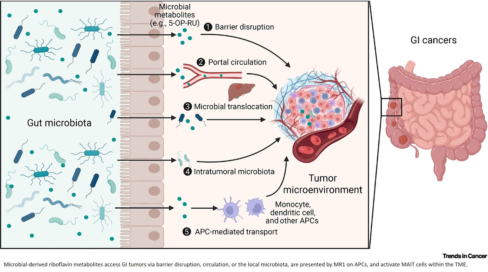 MAIT cells in gastrointestinal cancer: immunity to therapy