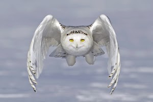 White Owl Flying Wallpaper