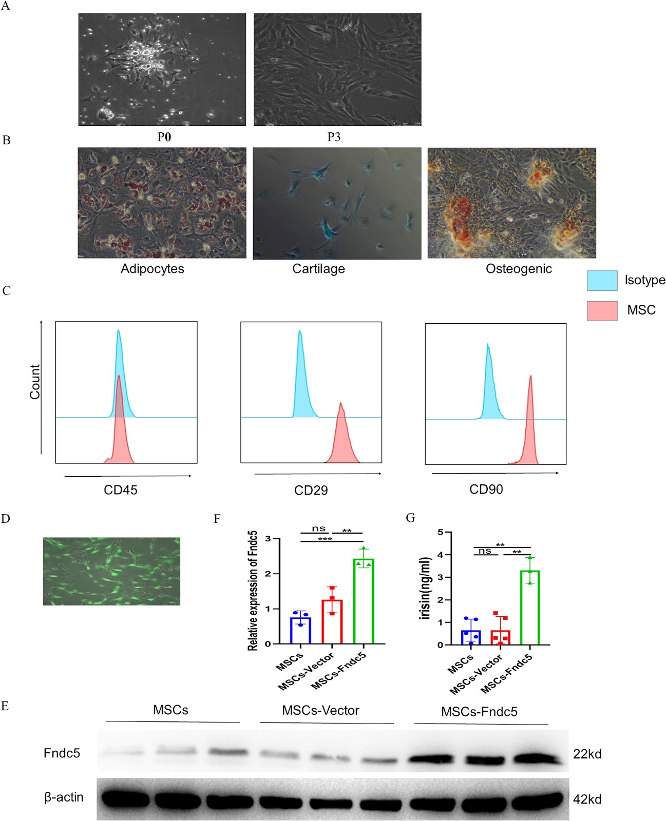 Fndc5 modification optimizes the therapeutic effect of rat MSCs on sepsis-induced ALI/ARDS via activating the PI3K/AKT signaling pathway