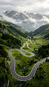 Foggy Road Through Pine Forest