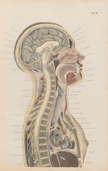 Topographisch anatomischer Atlas nach Durchschnitten an gefrornen Cadavern Pl03
