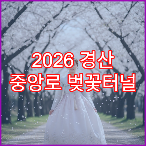 2026 경산 중앙로 벚꽃터널 주말 인파 앱 실시간 확인 방문법