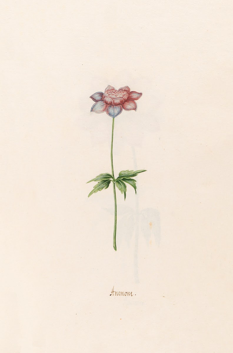 Anemone 1692