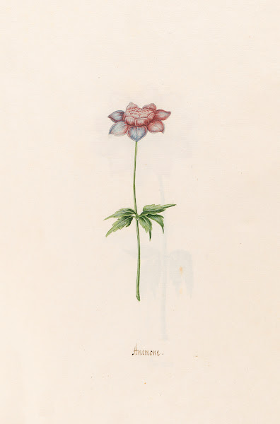 Anemone 1692