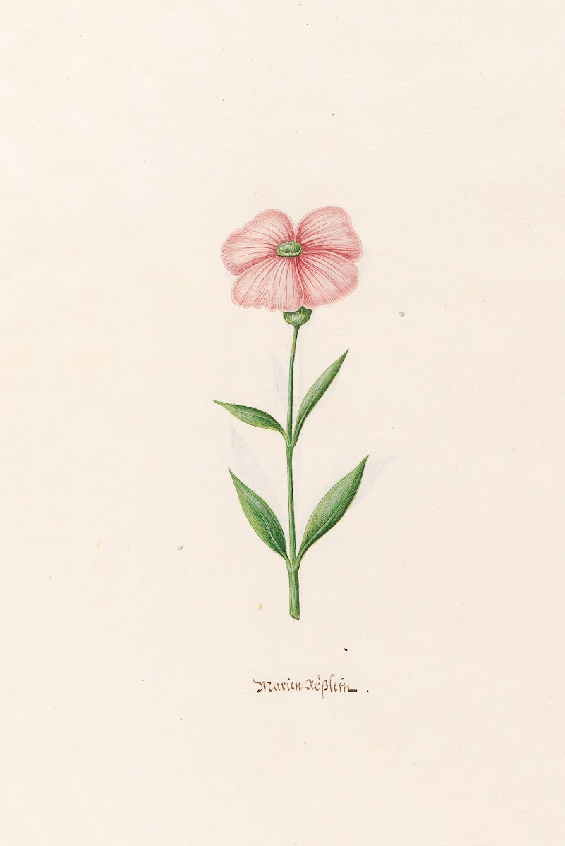 Marien Rösslein 1692