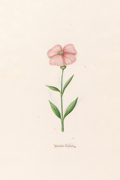 Marien Rösslein 1692