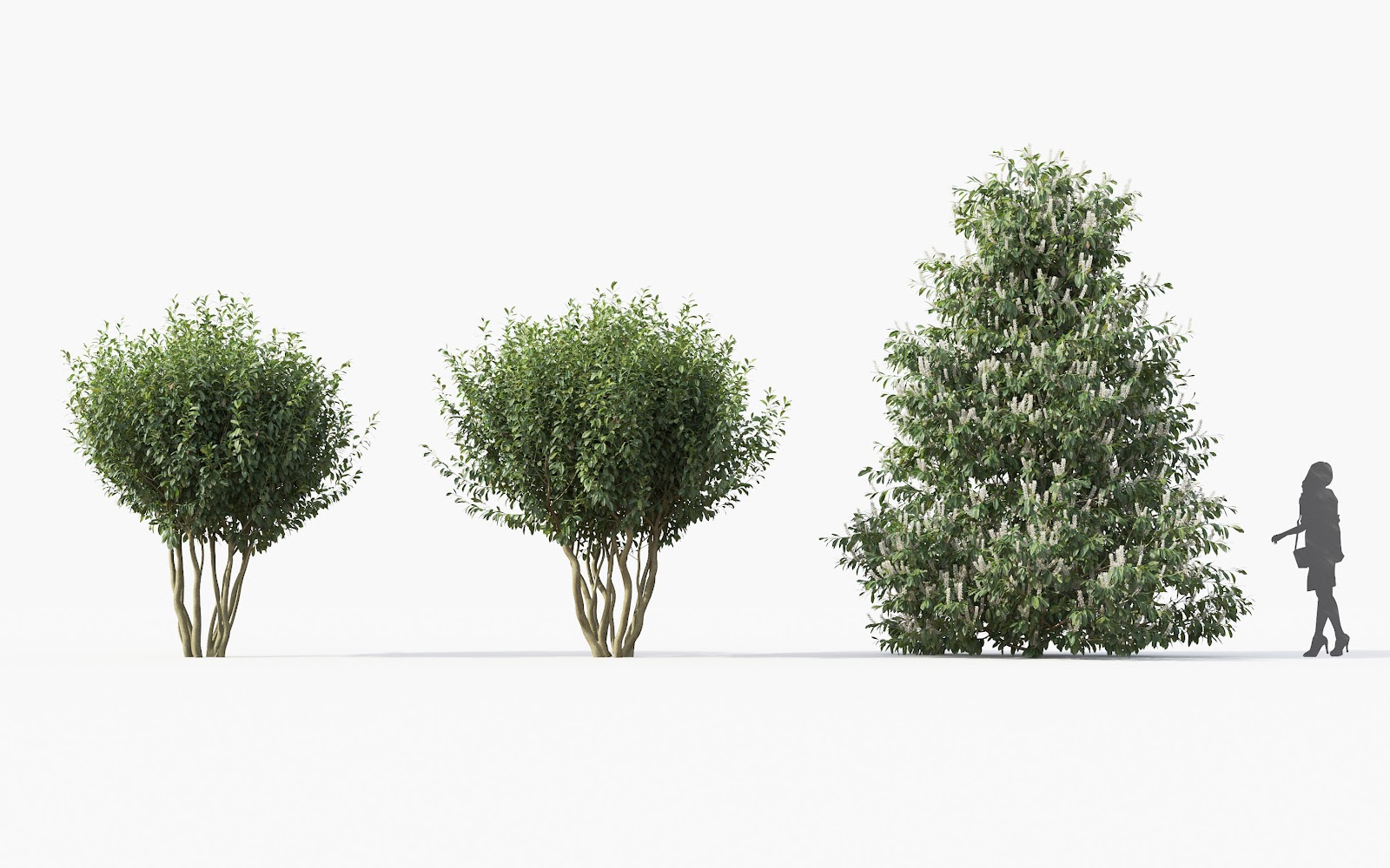 Maxtree - Plant Models Vol.28