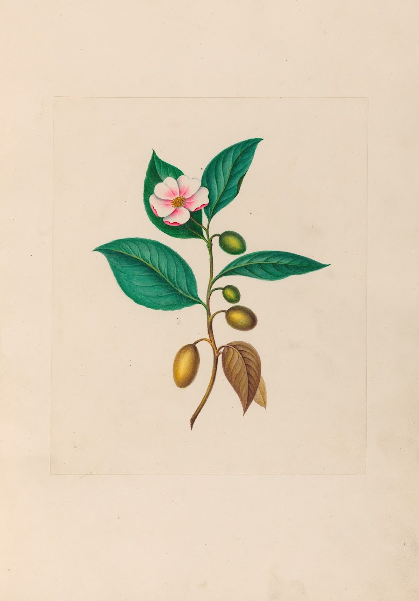 Drawings of tropical flowers and fruits from South America Pl06 1830
