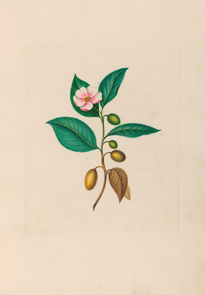 Drawings of tropical flowers and fruits from South America Pl06 1830