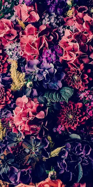 Flower, Plant, Petal, Purple, Botany Full HD iPhone Wallpaper Background