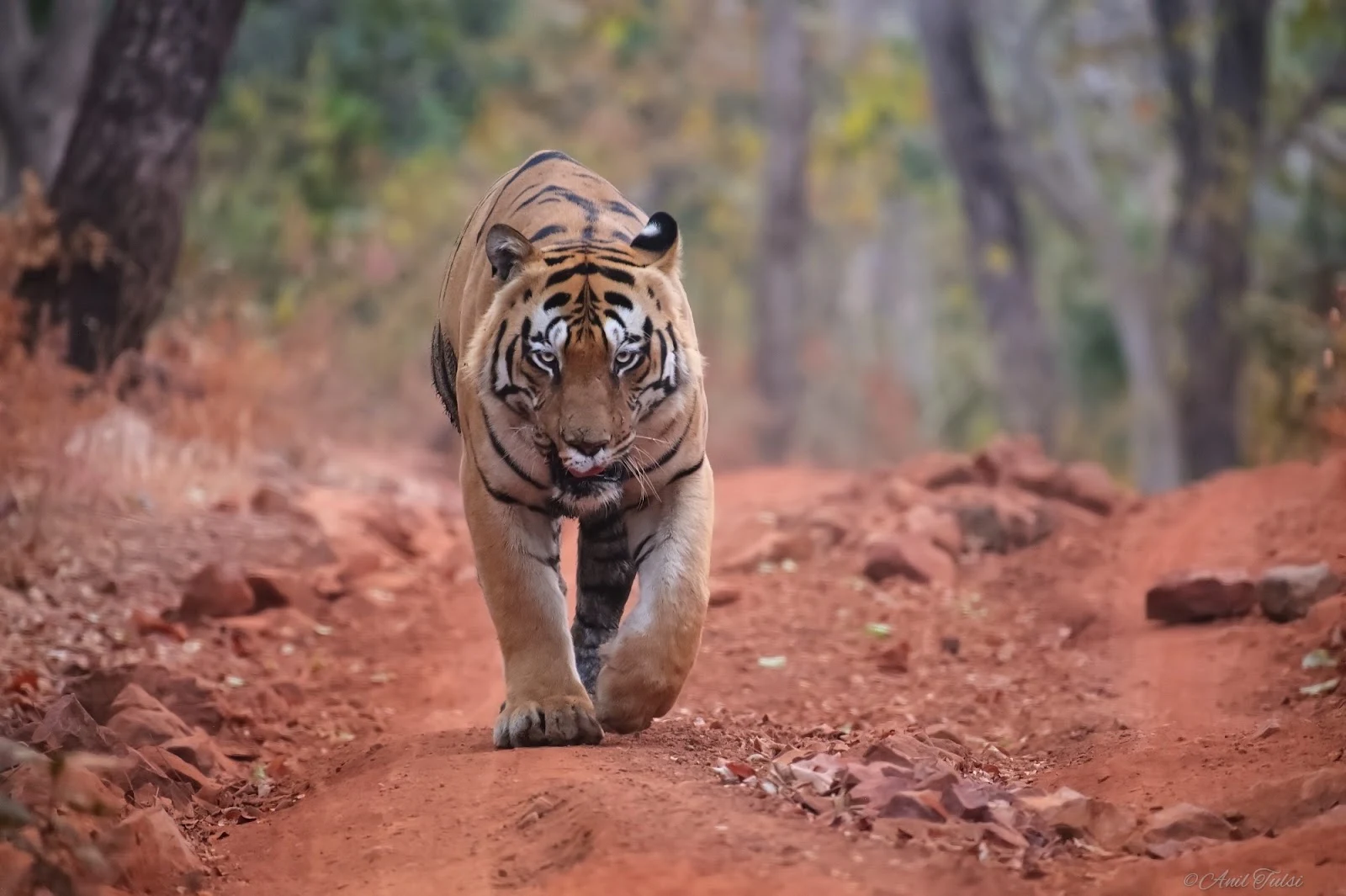 Tadoba Andhari Tiger Reserve
