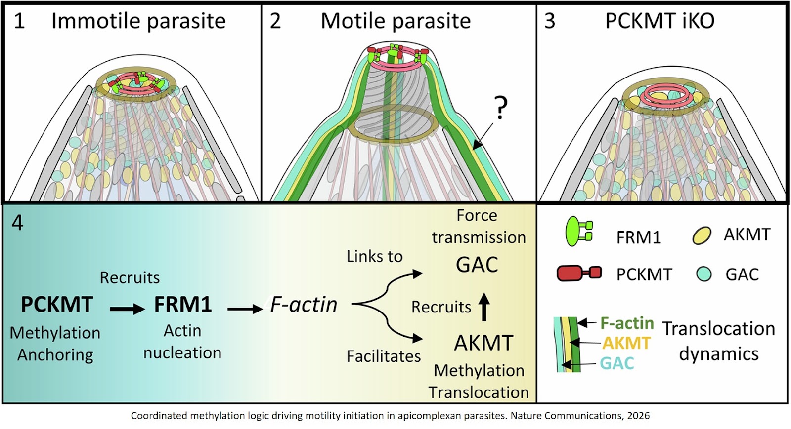 Dual apical methyltransferases orchestrate motility initiation in apicomplexan parasites