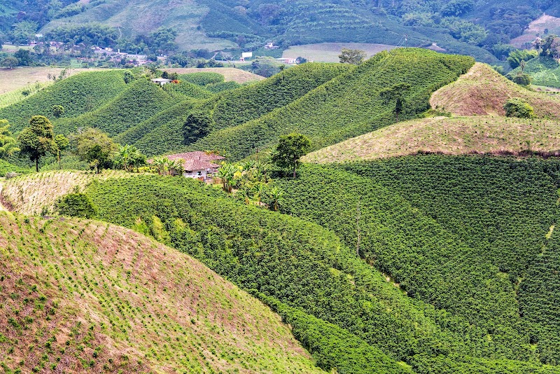 Coffee farms high in the Colombian mountains