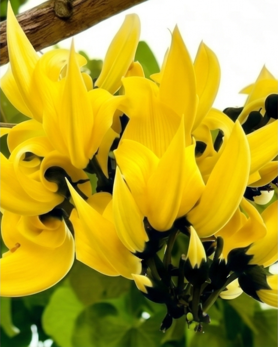 Yellow Palash Plant — view 3