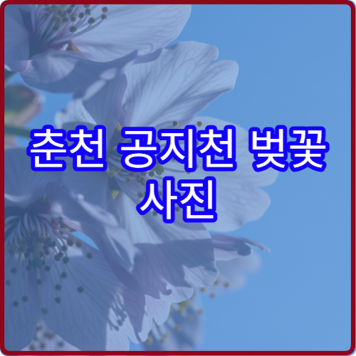 춘천 공지천 벚꽃 사진 인생샷 일몰 시간대와 포토존 위치