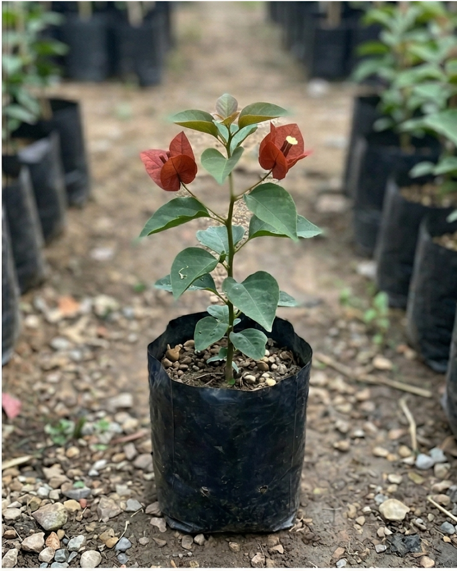 Imported Chocolate Brown Bougainvillea Plant — view 4