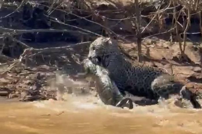 Báo đốm phi thân xuống nước, đoạt mạng cá sấu trên sông - Tạp chí Người Đưa Tin