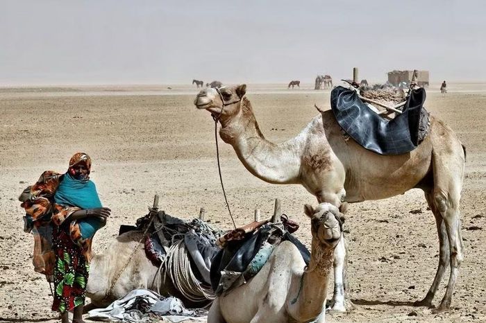 Lối sống đặc biệt của tộc người 'bậc thầy sinh tồn' giữa sa mạc Sahara - Báo Tri thức &amp; Cuộc sống