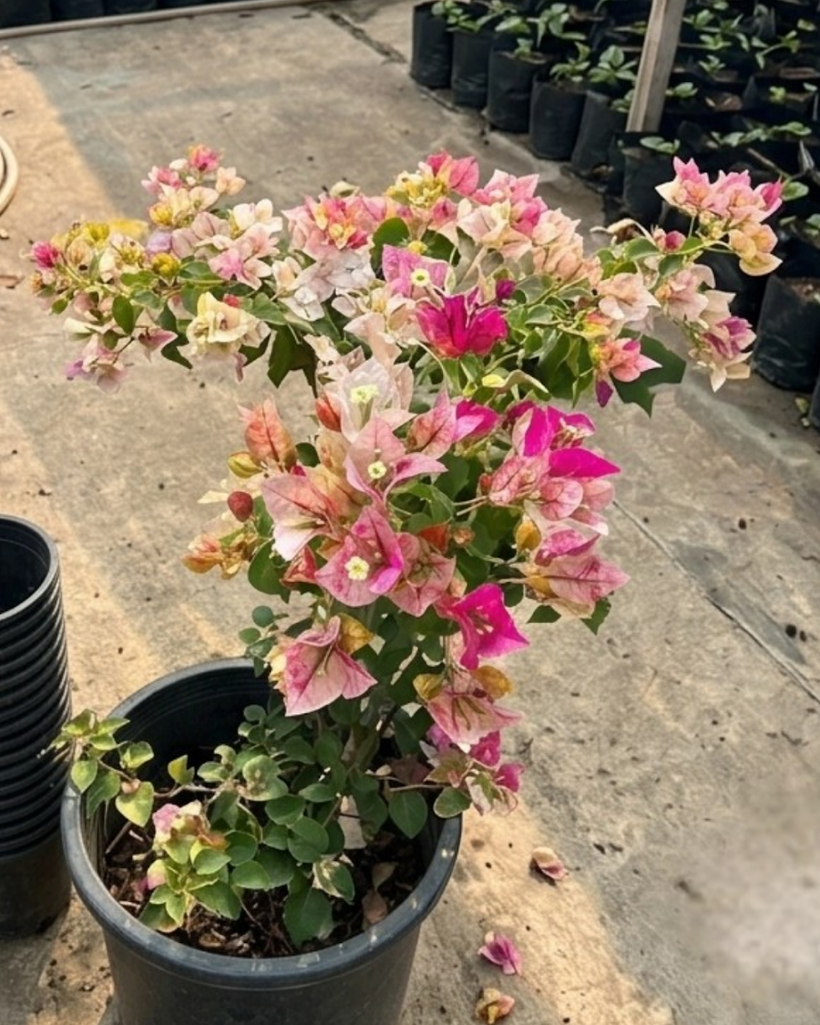 Imported Golden Rao Bougainvillea Plant — view 4
